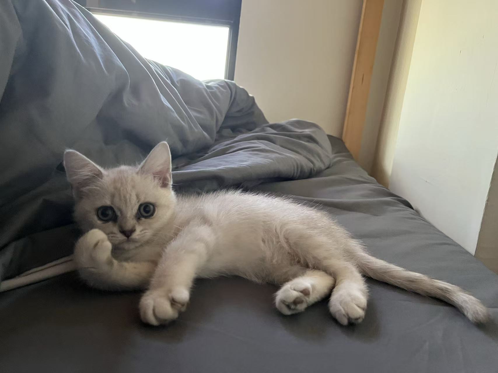 领养的第一只小猫