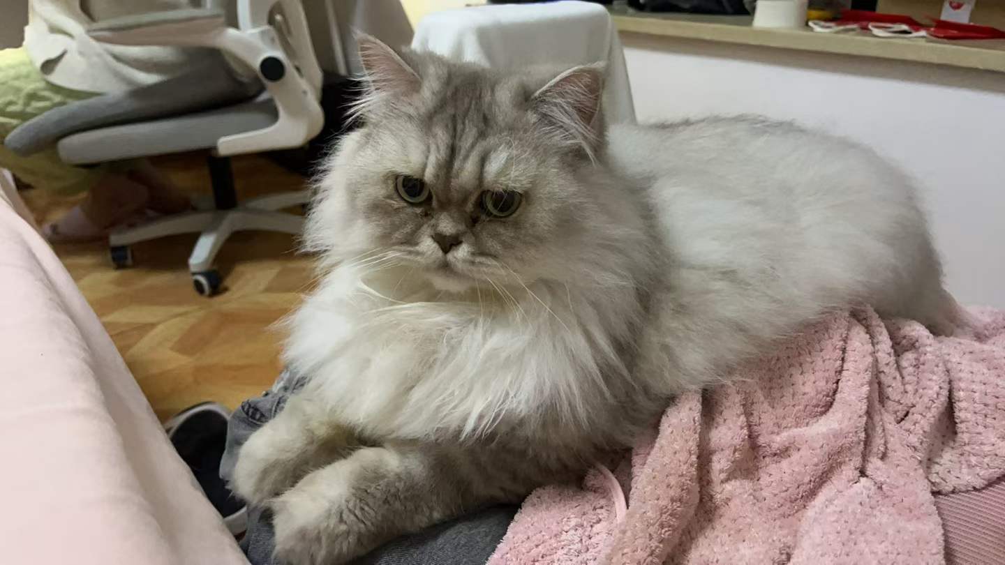 家里留下的第二只猫