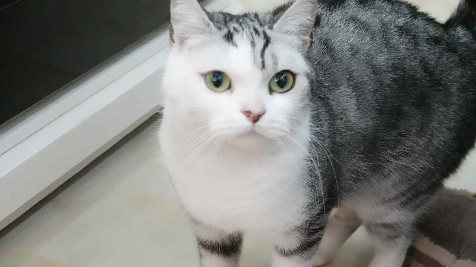 接养的第三只猫